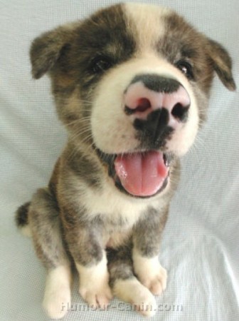 Chiot